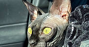 Corium is registered to the contest to win money with this photo: sphynx_cat, cat, pet, indoor, car_interior, sunlight, blanket, yellow_eyes, wrinkled_skin, ears, seat, seatbelt, closeup, animal, feline, portrait, looking_away, dark_background, texture, domestic_animal