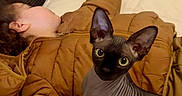 Corium is registered to the contest to win money with this photo: animal, bed, blanket, brown_jacket, cat, child, comfort, cozy, curious, feline, hairless_cat, indoor, patterned_pillow, pet, pillow, portrait, relaxation, resting, sleeping, sphynx_cat