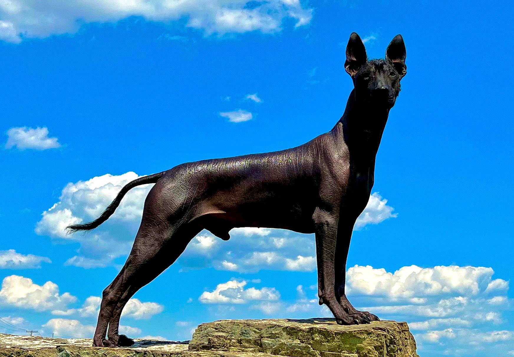 Mexico joined the competition — help win amazing prizes! ancient_dog_breeds, art, balance, blue, carnivore, cloud, cumulus, dog, dog_breed, electric_blue, monument, non_sporting_group, sculpture, sky, sporting_group, statue, tail, terrestrial_animal, wildlife, working_dog
