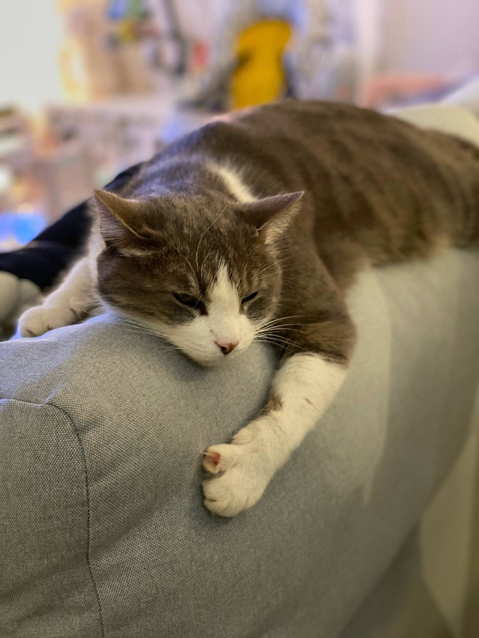 Apple a rejoint le concours — aidez-le/la à gagner de superbes lots ! carnivore, cat, cat_supply, claw, comfort, domestic_short_haired_cat, felidae, fur, nap, paw, room, sitting, small_to_medium_sized_cats, snout, tail, whiskers