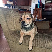 Taylor is registered to the contest to win money with this photo: dog, small_dog, indoor, couch, furniture, living_room, pet, canine, brown_dog, wooden_cabinet, home_interior, cozy, animal, resting, domestic, carpet, chair, appliance, blanket, floor