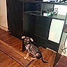 animal, black, black_furniture, box, brown, companion, cords, curious, dog, electronics, flooring, game_controller, indoor, pet, puppy, shy, small_dog, tv_stand, wooden_floor, young_dog