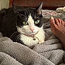 Jasmine Cunningham is registered to the contest to win money with this photo: bed, bell, black_and_white, blanket, cat, close_up, collar, cozy, domestic_animal, feline, foot, fur, green_eyes, indoor, painted_nails, pet, resting, soft_texture, toenails, whiskers