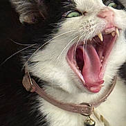 Jasmine Cunningham is registered to the contest to win money with this photo: animal, bell, black_and_white, cat, close_up, collar, cute, domestic_cat, expression, face, feline, fur, indoor, mouth_open, pet, portrait, teeth, tongue, whiskers, yawning
