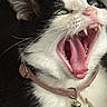 animal, bell, black_and_white, cat, close_up, collar, cute, domestic_cat, expression, face, feline, fur, indoor, mouth_open, pet, portrait, teeth, tongue, whiskers, yawning