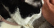Jasmine Cunningham joined the competition — help win amazing prizes! animal, bell, black_and_white, blanket, cat, close_up, collar, comfort, cozy, domestic_animal, fur, gold_nail_polish, hand, human, indoor, nail_polish, pet, resting, soft_texture, touch