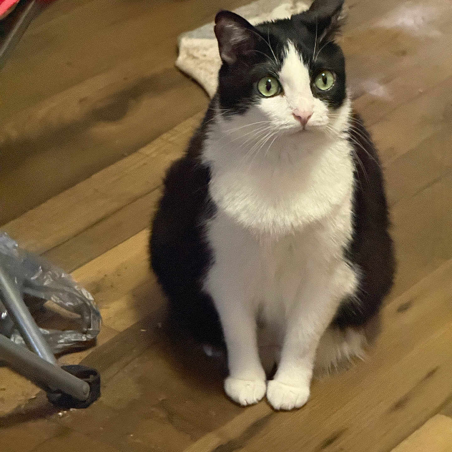 Jasmine Cunningham is registered to the contest to win money with this photo: cat, black_and_white_cat, green_eyes, sitting, wooden_floor, indoor, pet, animal, feline, alert, curious, fur, whiskers, ears, clutter, household, domestic, flooring, looking_up, cute