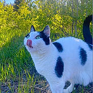 Ziggy joined the competition — help win amazing prizes! animal, black_and_white, cat, closeup, cute, daylight, fur, grass, greenery, leaf, mammal, nature, outdoor, pet, playful, sunlight, tongue, tree, whiskers, wildlife