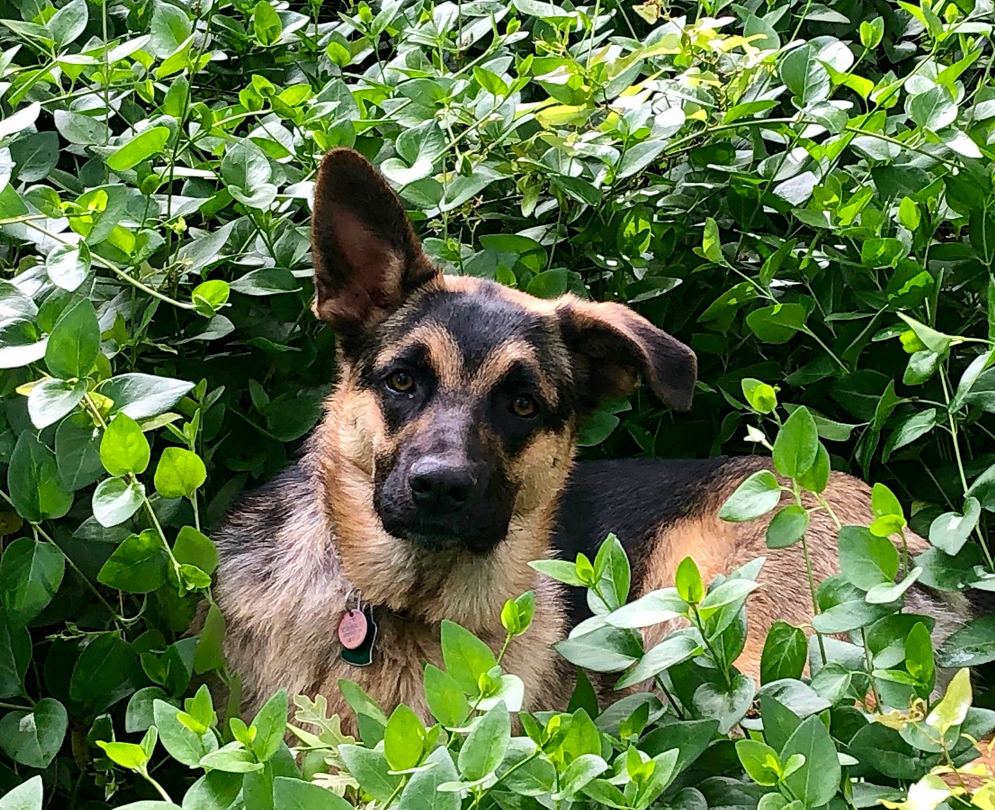 River is registered to the contest to win money with this photo: canidae, carnivore, dog, dog_breed, east_european_shepherd, fawn, flower, german_shepherd_dog, grass, groundcover, king_shepherd, kunming_wolfdog, mammal, old_german_shepherd_dog, plant, shiloh_shepherd_dog, shrub, snout, working_dog