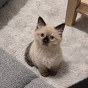 Simba a rejoint le concours — aidez-le/la à gagner de superbes lots ! kitten, cat, blue_eyes, fluffy, indoor, rug, furniture, curious, pet, cute, small, young, animal, domestic, cozy, soft_texture, looking_up, ears, whiskers, sitting