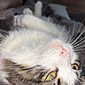 Milo joined the competition — help win amazing prizes! cat, feline, pet, fluffy, white_fur, gray_fur, golden_eyes, whiskers, pink_nose, upside_down, lying_down, relaxed, playful, indoor, blanket, cozy, close_up, portrait, flash_photography, home