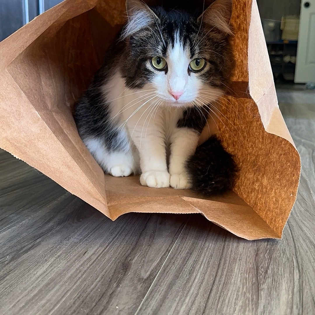 Milo is registered to the contest to win money with this photo: cat, kitten, black_and_white, fluffy, sitting, paper_bag, indoors, kitchen, wood_floor, pet, animal, whiskers, green_eyes, pink_nose, fur, paws, cute, portrait, home, funny