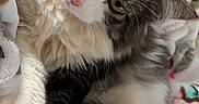 Milo is registered to the contest to win money with this photo: cat, kitten, fluffy, gray_and_white, long_hair, green_eyes, whiskers, pink_nose, fur, pet, animal, portrait, close_up, lying_down, cozy, blanket, bedding, indoors, cute, dramatic