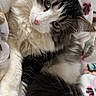cat, kitten, fluffy, gray_and_white, long_hair, green_eyes, whiskers, pink_nose, fur, pet, animal, portrait, close_up, lying_down, cozy, blanket, bedding, indoors, cute, dramatic