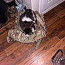 Milo joined the competition — help win amazing prizes! cat, black_and_white_cat, pet, animal, backpack, camouflage, military_gear, hardwood_floor, indoor, home, sitting, lying_down, fluffy, fur, black_fur, white_fur, gear, boots, bag, photography