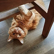 Keke is registered to the contest to win money with this photo: cat, ginger_cat, pet, playful, wooden_chair, floor, indoor, animal, feline, curious, laying_down, looking_up, whiskers, ears, paws, fur, domestic_cat, relaxed, cute, household