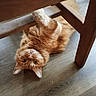 cat, ginger_cat, pet, playful, wooden_chair, floor, indoor, animal, feline, curious, laying_down, looking_up, whiskers, ears, paws, fur, domestic_cat, relaxed, cute, household
