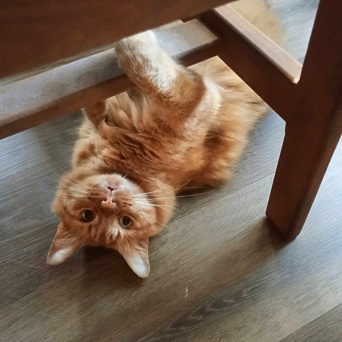 Keke is registered to the contest to win money with this photo: cat, ginger_cat, pet, playful, wooden_chair, floor, indoor, animal, feline, curious, laying_down, looking_up, whiskers, ears, paws, fur, domestic_cat, relaxed, cute, household