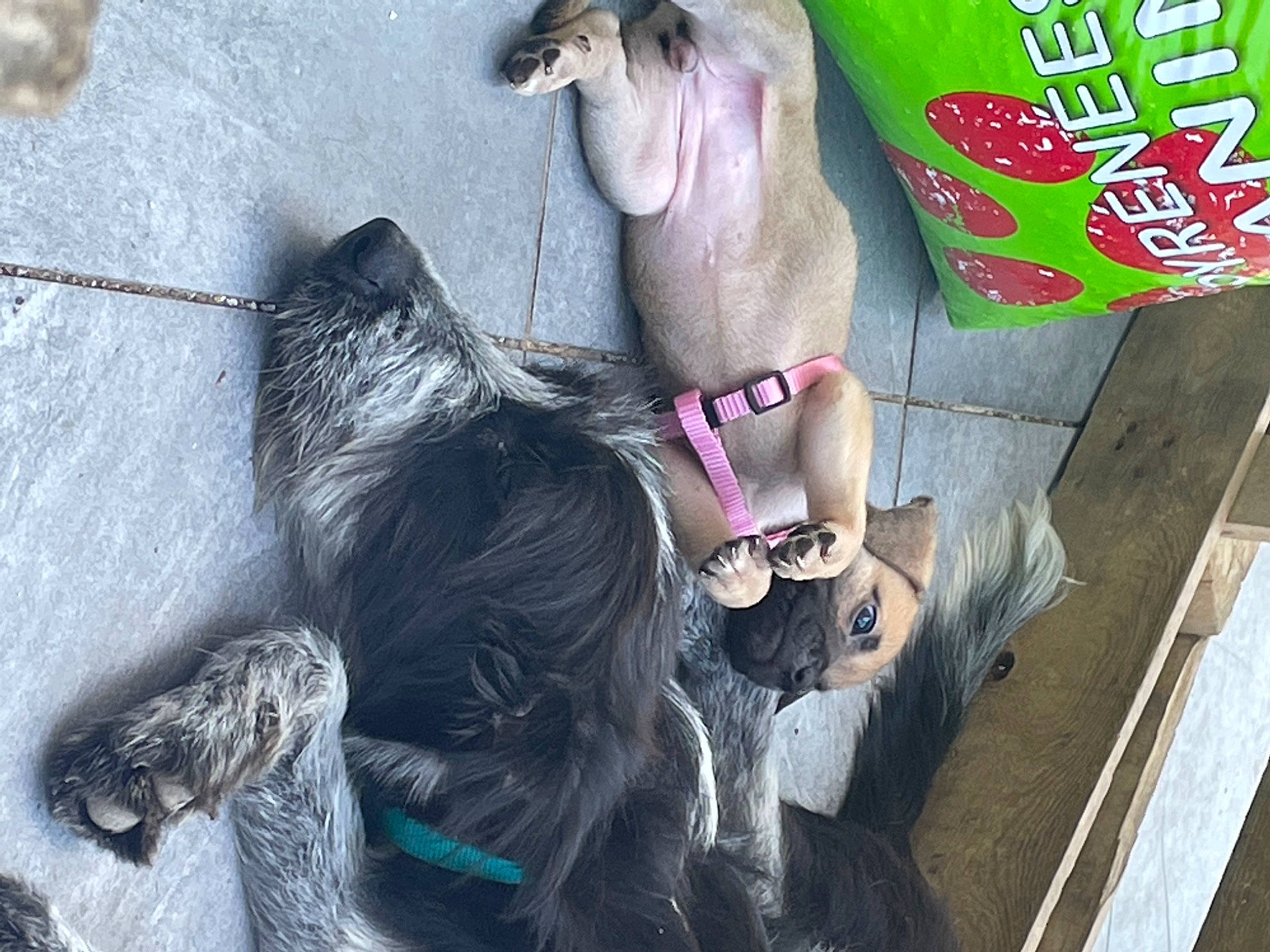 Livai a rejoint le concours — aidez-le/la à gagner de superbes lots ! canidae, carnivore, collar, companion_dog, dog, dog_breed, dog_collar, ear, fawn, human_leg, leash, liver, mammal, organism, pet_supply, pink, snout, sporting_group, vertebrate, working_animal