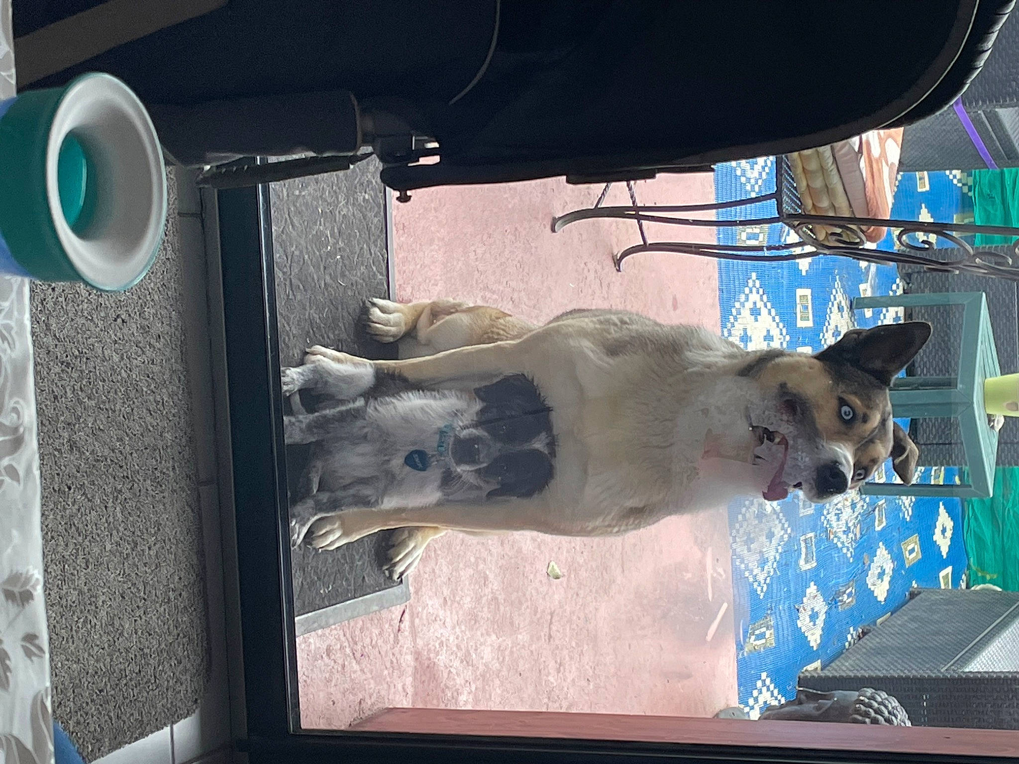 Livai participe au concours pour gagner de l'argent avec cette photo : art, auto_part, canidae, carnivore, dog, dog_breed, fawn, felidae, gas, glass, machine, small_to_medium_sized_cats, snout, sporting_group, tail, vehicle, vehicle_door, water, whiskers, window