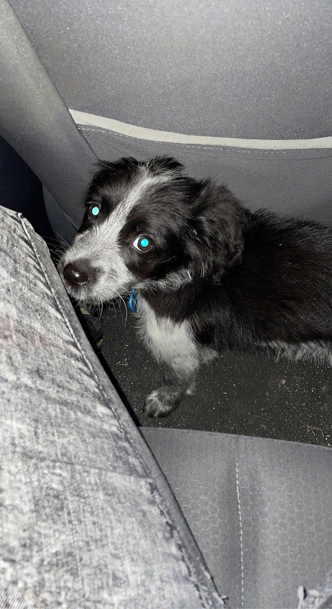 Livai participe au concours pour gagner de l'argent avec cette photo : canidae, car, carnivore, companion_dog, dog, dog_breed, fur, herding_dog, monochrome_photography, non_sporting_group, paw, snout, sporting_group, tints_and_shades, toy_dog, vehicle_door, whiskers, windshield, working_animal, working_dog