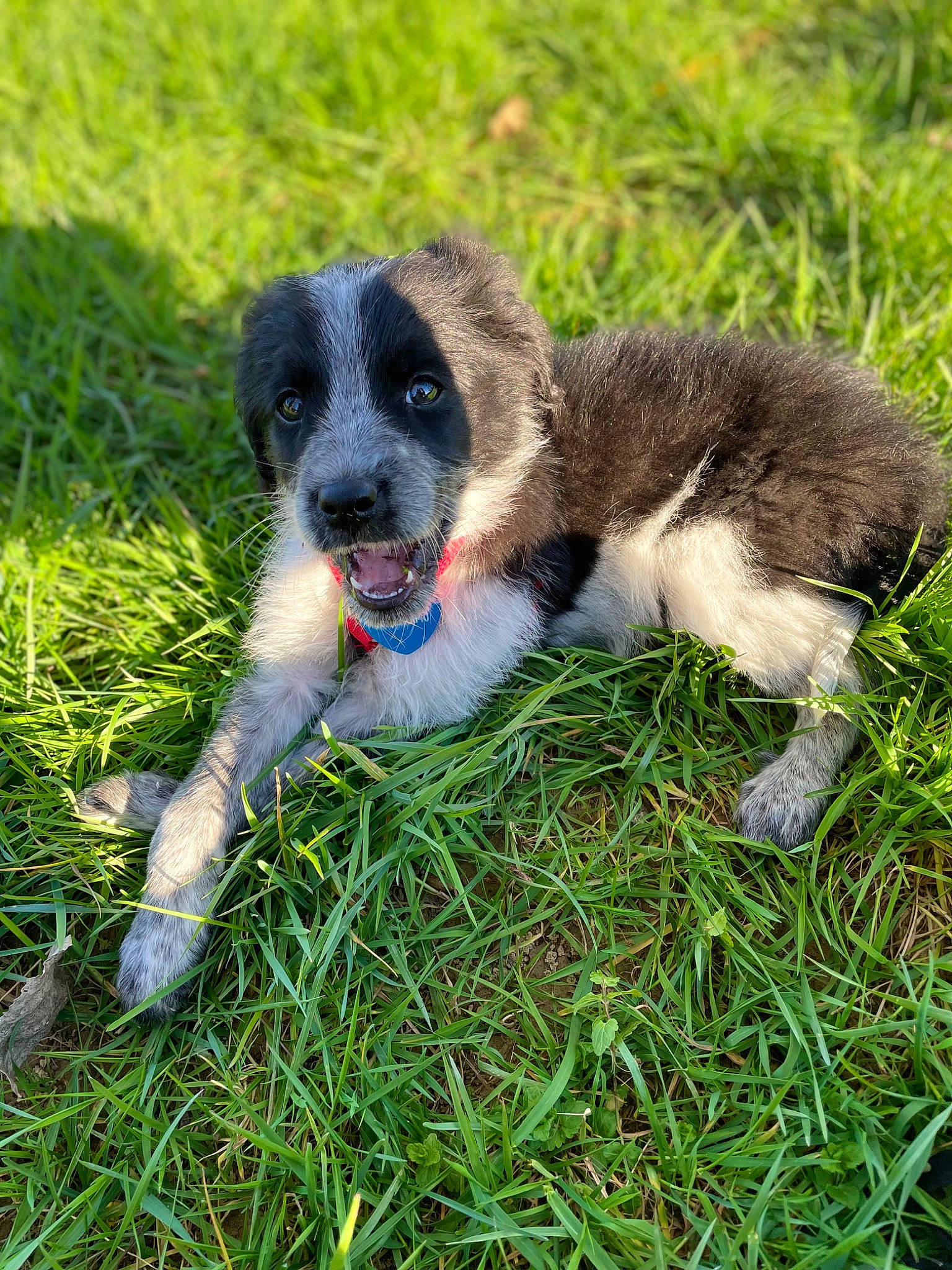 Livai participe au concours pour gagner de l'argent avec cette photo : canidae, carnivore, companion_dog, dog, dog_breed, fawn, grass, grassland, groundcover, lawn, pasture, plant, puppy, snout, sporting_group, tail, terrestrial_animal, working_animal, working_dog