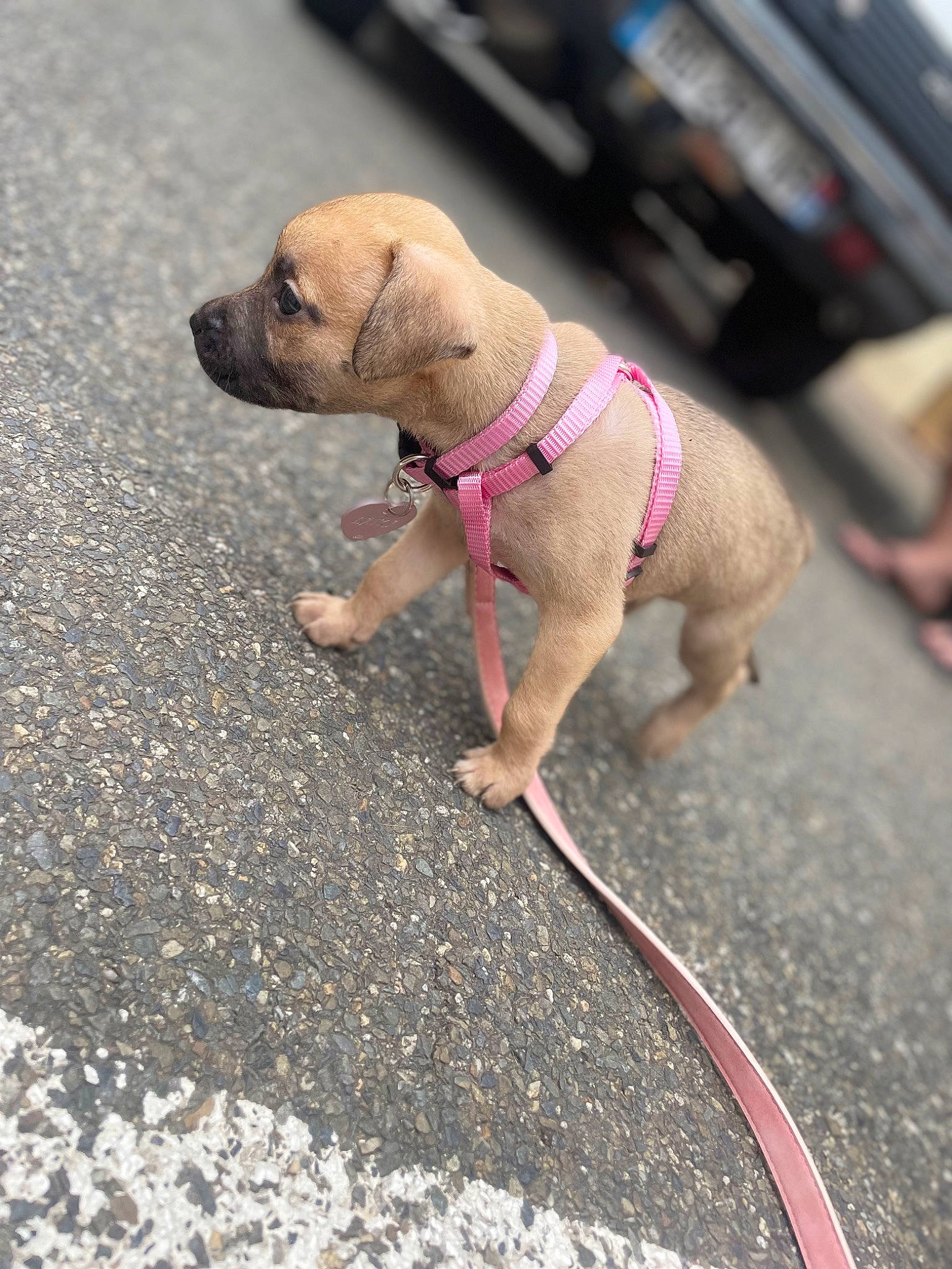 Laika participe au concours pour gagner de l'argent avec cette photo : asphalt, carnivore, collar, companion_dog, dog, dog_breed, dog_clothes, dog_collar, dog_supply, fawn, leash, mammal, pet_supply, road_surface, sidewalk, snout, toy_dog, vertebrate, working_animal, wrinkle