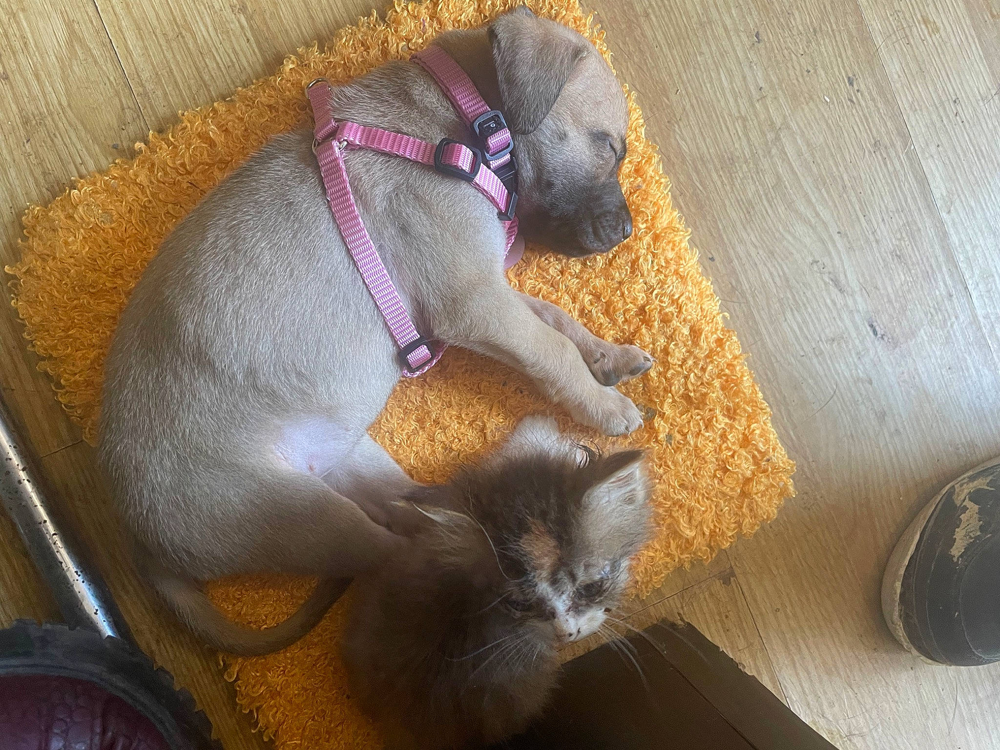 Laika participe au concours pour gagner de l'argent avec cette photo : bag, carnivore, cat, cat_supply, comfort, domestic_short_haired_cat, fawn, felidae, fur, hat, linens, pet_supply, small_to_medium_sized_cats, stuffed_toy, tail, thread, vertebrate, whiskers, wood, wool