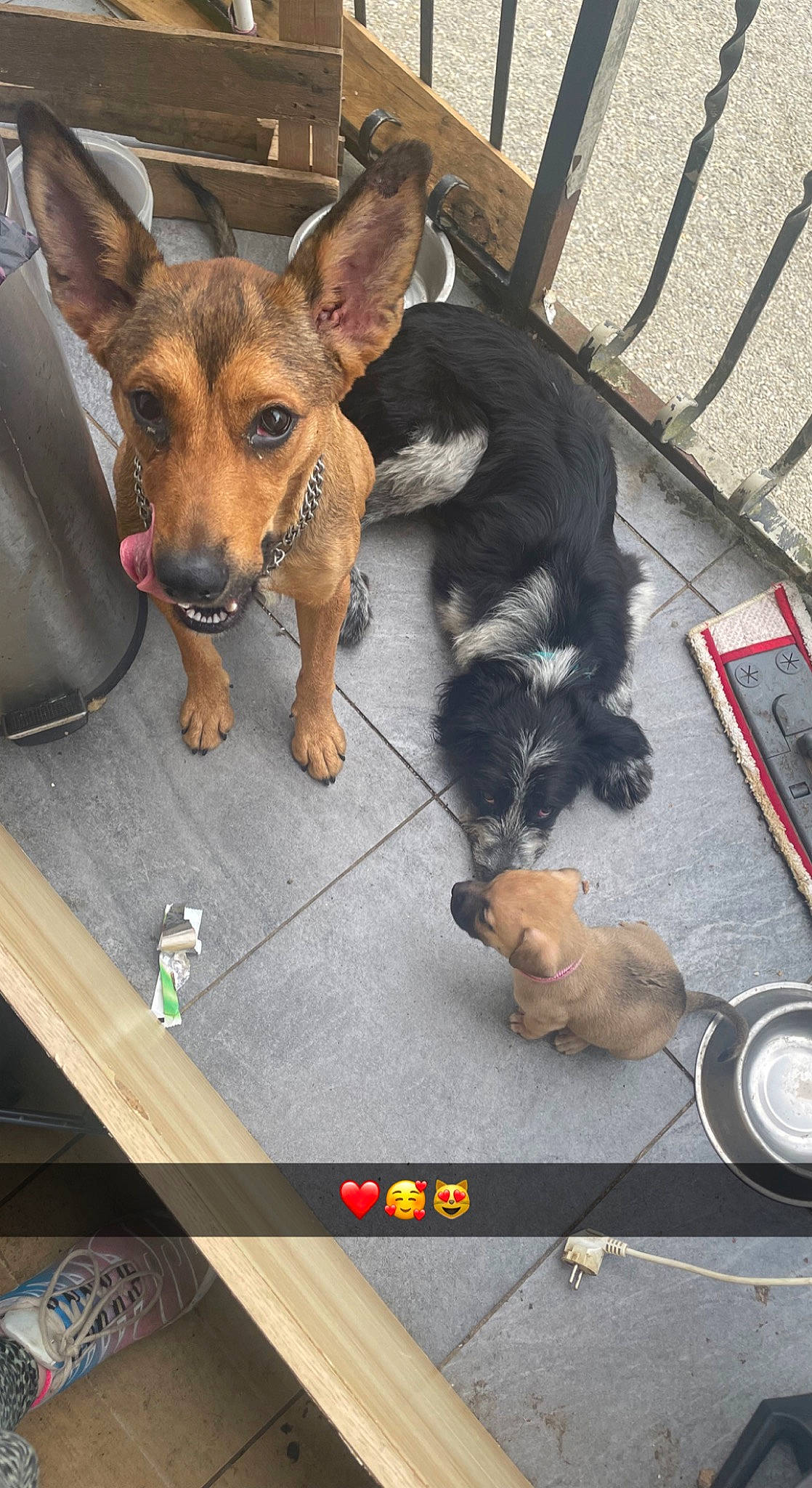 Laika participe au concours pour gagner de l'argent avec cette photo : canidae, carnivore, companion_dog, dog, dog_breed, dog_supply, flooring, fur, guard_dog, mammal, paw, pet_supply, puppy, sidewalk, sporting_group, street_dog, toy_dog, vertebrate, working_animal, working_dog