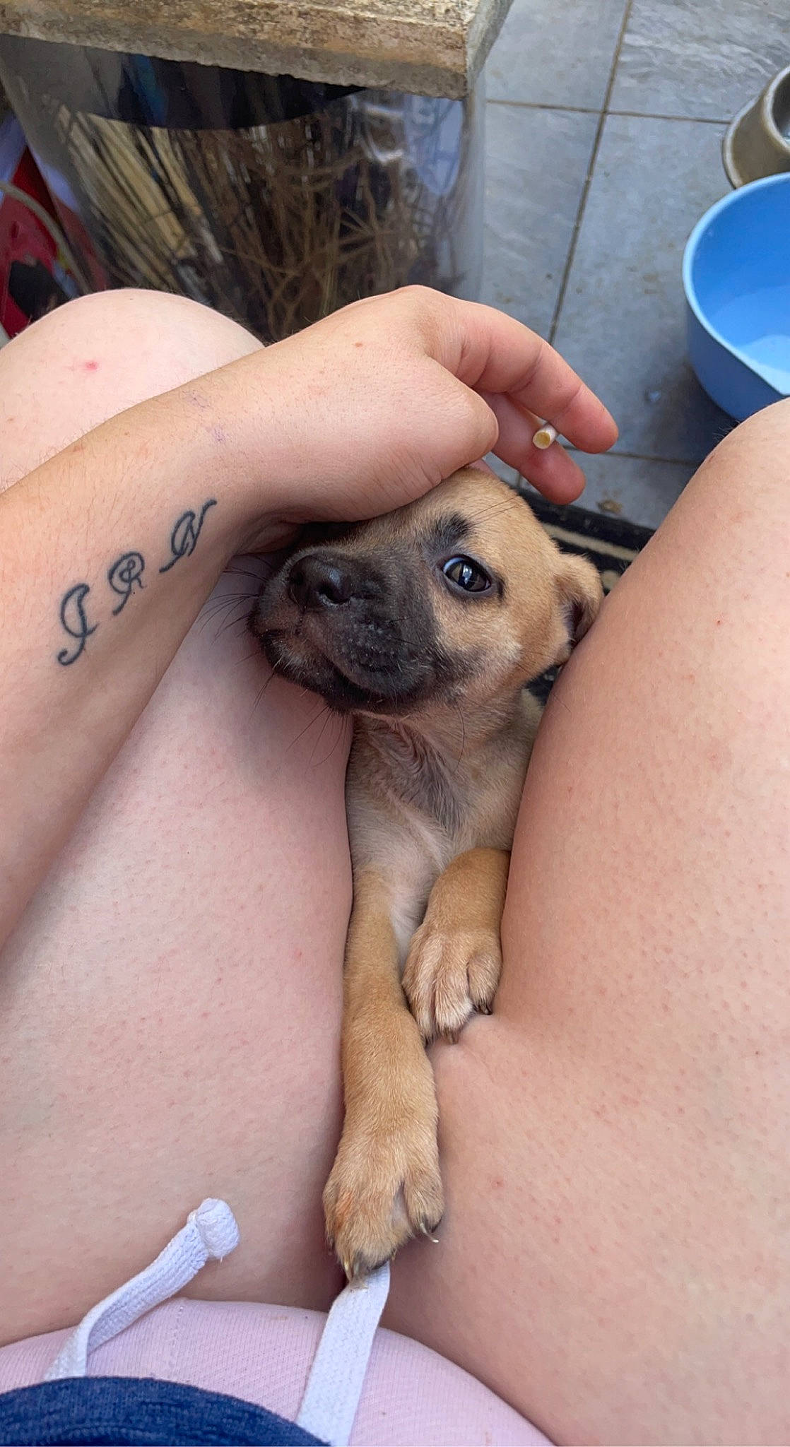 Laika a rejoint le concours — aidez-le/la à gagner de superbes lots ! canidae, carnivore, comfort, companion_dog, dog, dog_breed, elbow, fawn, foot, fur, human_leg, nail, paw, snout, sporting_group, tattoo, temporary_tattoo, terrestrial_animal, wildlife, wrist