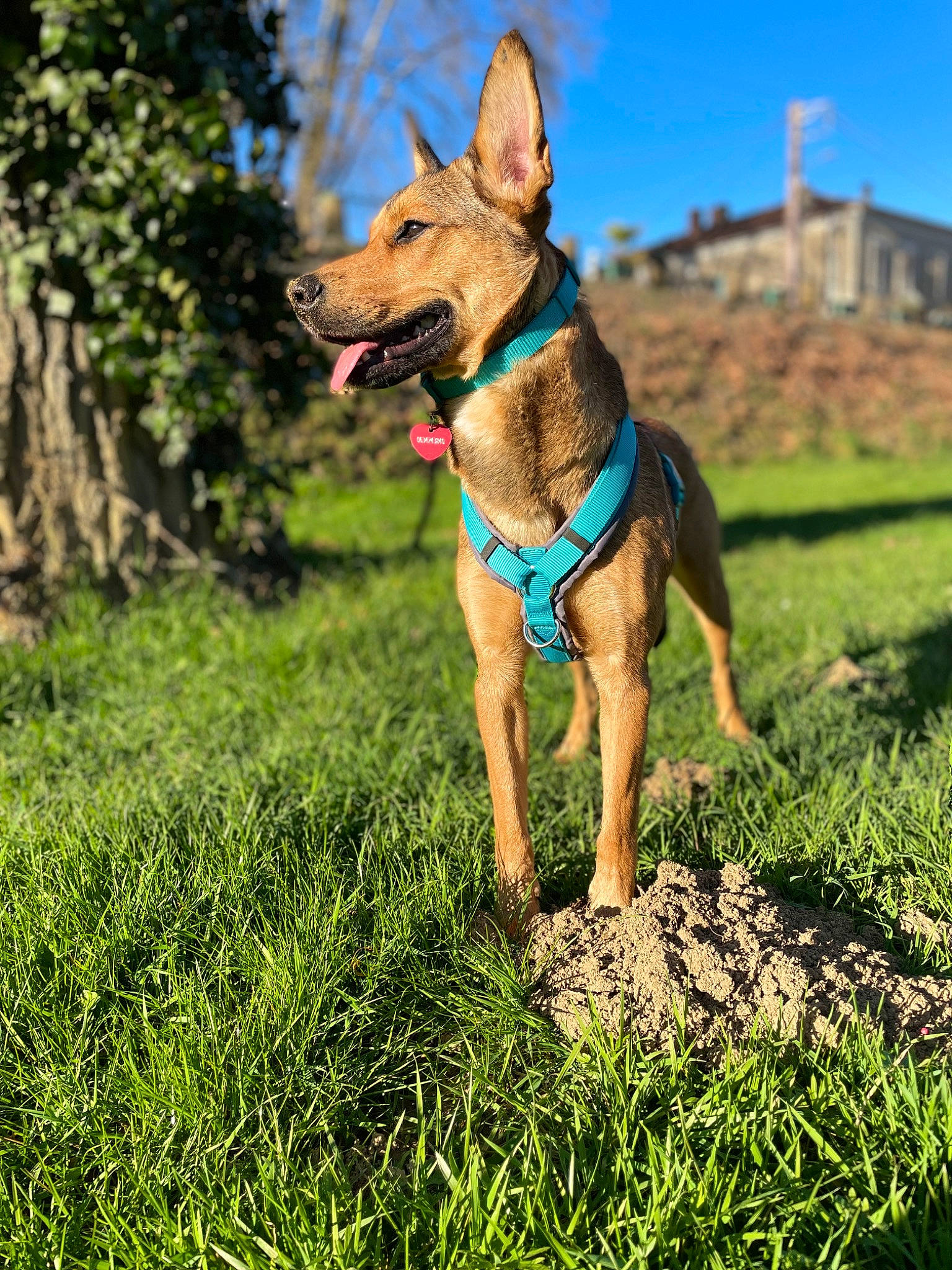 Jaika a rejoint le concours — aidez-le/la à gagner de superbes lots ! carnivore, collar, companion_dog, dog, dog_breed, dog_clothes, dog_supply, electric_blue, fawn, grass, grassland, lawn, leash, people_in_nature, plant, sky, snout, sporting_group, tail, tree