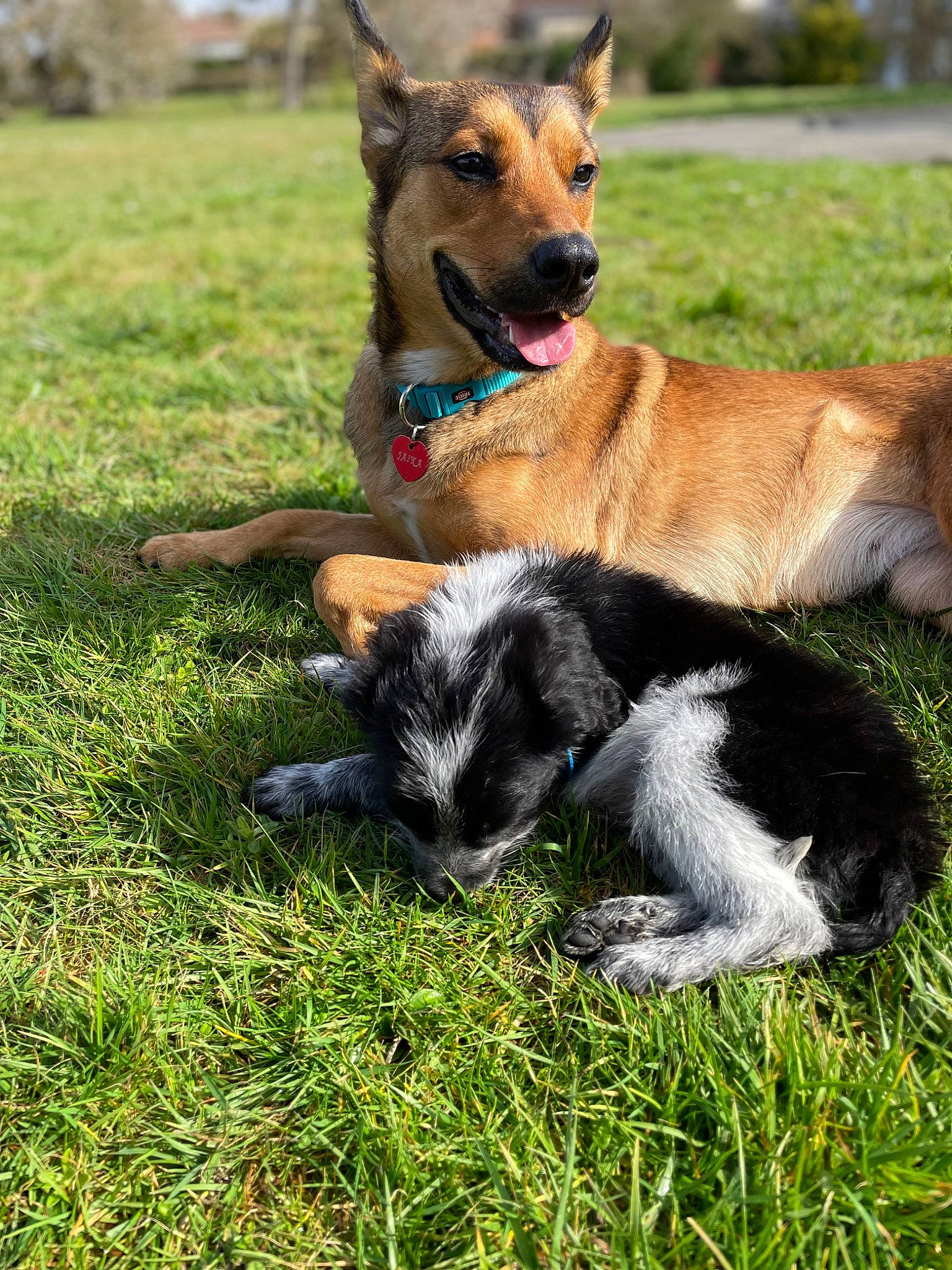 Jaika participe au concours pour gagner de l'argent avec cette photo : canidae, carnivore, collar, companion_dog, dog, dog_breed, grass, grassland, landscape, mammal, pasture, plant, sky, snout, sporting_group, tail, terrestrial_animal, working_animal, working_dog