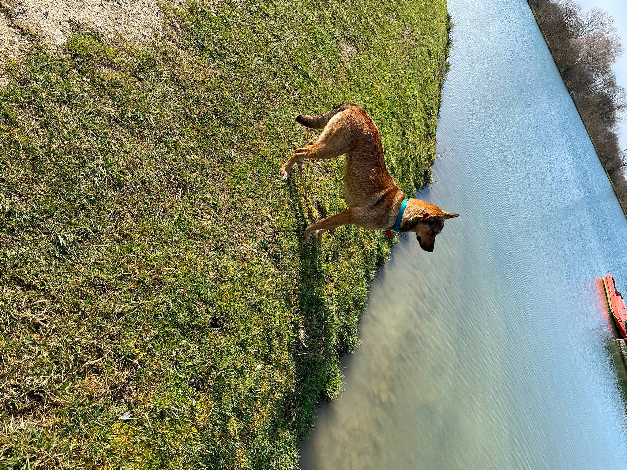 Jaika a rejoint le concours — aidez-le/la à gagner de superbes lots ! asphalt, carnivore, dog, extreme_sport, fun, grass, grass_family, grassland, groundcover, landscape, leisure, people_in_nature, plant, recreation, shadow, shrub, slope, soil, tail, tree