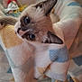 Jabu joined the competition — help win amazing prizes! kitten, cat, animal, pet, blanket, soft, cute, fur, indoors, curious, face, whiskers, ears, blue_eyes, cozy, comfort, colorful, texture, young, domestic_cat