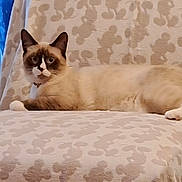 Jabu is registered to the contest to win money with this photo: cat, siamese_cat, animal, pet, feline, indoor, chair, patterned_fabric, relaxed, lying_down, fur, ears, whiskers, tail, domestic, cute, mammal, resting, close_up, household