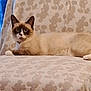 cat, siamese_cat, animal, pet, feline, indoor, chair, patterned_fabric, relaxed, lying_down, fur, ears, whiskers, tail, domestic, cute, mammal, resting, close_up, household