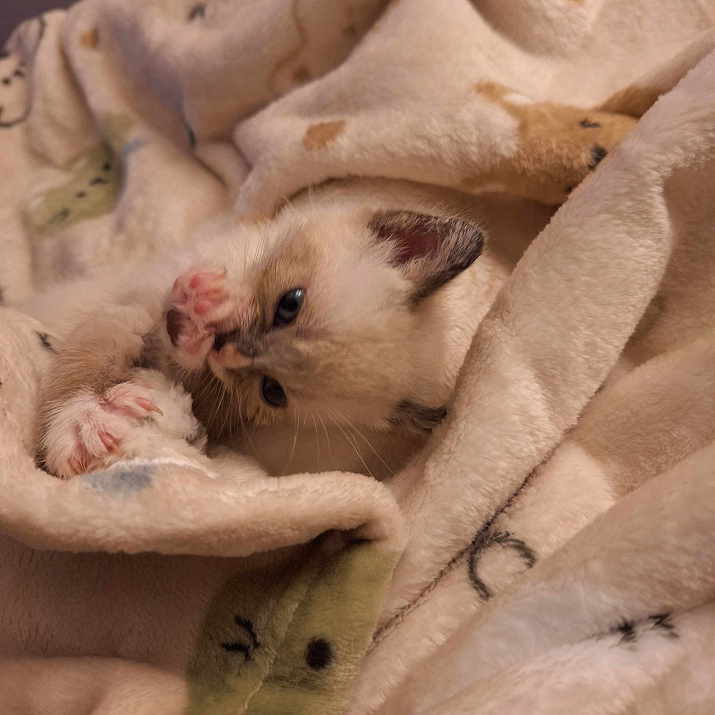 Jabu is registered to the contest to win money with this photo: abyssinian, animal, blanket, cat, ferret, homedecor, kitten, laundry, linen, manx, pet, quilt, rodent, siamese, towel