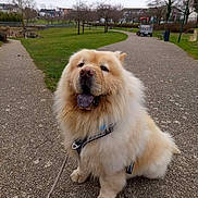 Pumba participe au concours pour gagner de l'argent avec cette photo : dog, chow_chow, fluffy, leash, harness, park, path, grass, trees, overcast, outdoor, pet, canine, sitting, tongue_out, happy, pavement, nature, daytime, animal