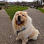 dog, chow_chow, fluffy, leash, harness, park, path, grass, trees, overcast, outdoor, pet, canine, sitting, tongue_out, happy, pavement, nature, daytime, animal