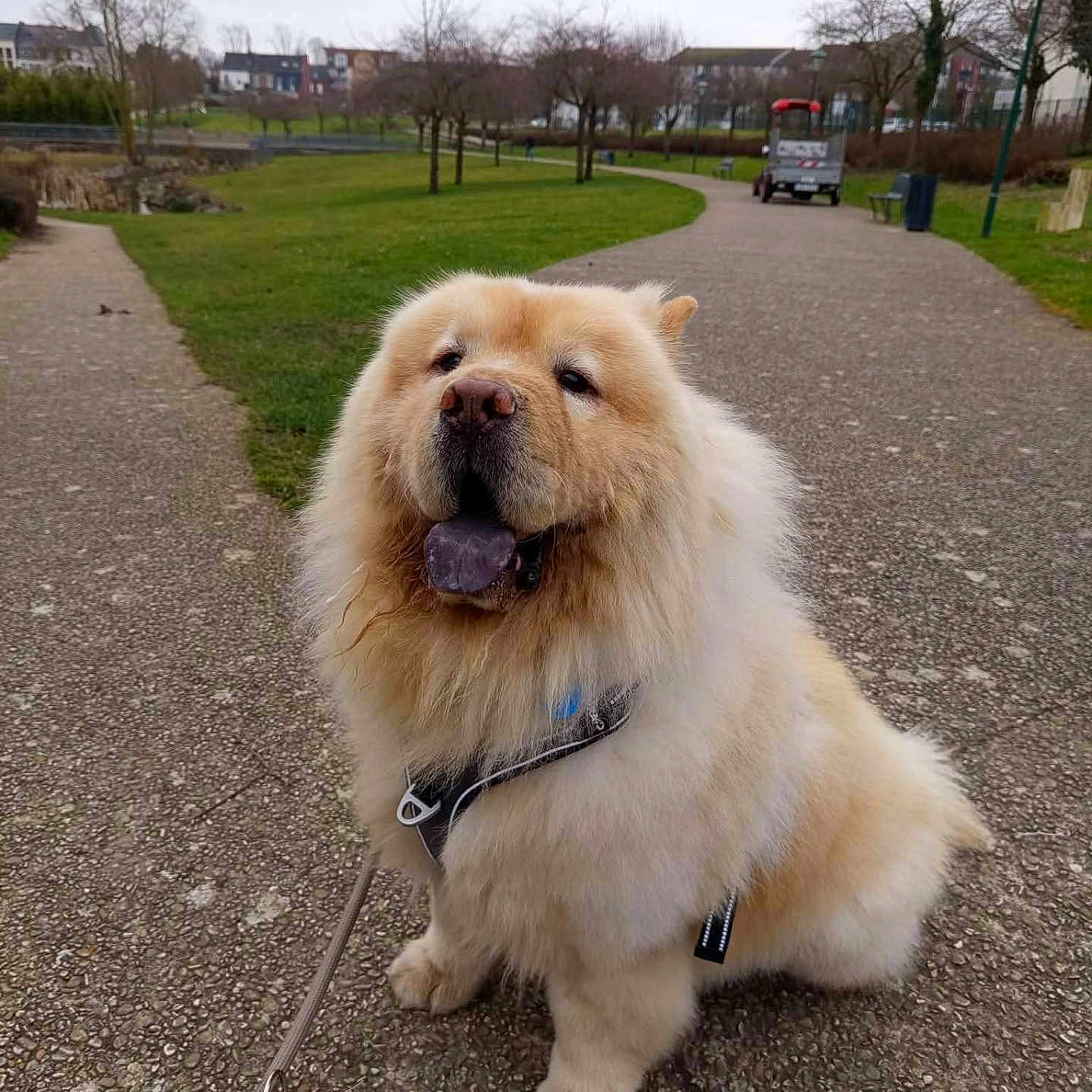 Pumba participe au concours pour gagner de l'argent avec cette photo : animal, canine, chow_chow, daytime, dog, fluffy, grass, happy, harness, leash, nature, outdoor, overcast, park, path, pavement, pet, sitting, tongue_out, trees