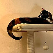 Doja Cat joined the competition — help win amazing prizes! animal, balanced, beige, cat, cat_tree, cozy, domestic, feline, fur, indoor, perch, pet, playful, relaxed, resting, sleepy, tail, toy, wall, whiskers