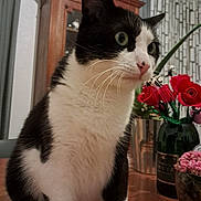 Rodéo participe au concours pour gagner de l'argent avec cette photo : cat, black_and_white_cat, indoor, table, wooden_table, flowers, vase, red_flowers, pink_flowers, cabinet, furniture, pet, whiskers, curious, close_up, domestic_animal, houseplant, green_leaves, background, fur