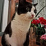 cat, black_and_white_cat, indoor, table, wooden_table, flowers, vase, red_flowers, pink_flowers, cabinet, furniture, pet, whiskers, curious, close_up, domestic_animal, houseplant, green_leaves, background, fur