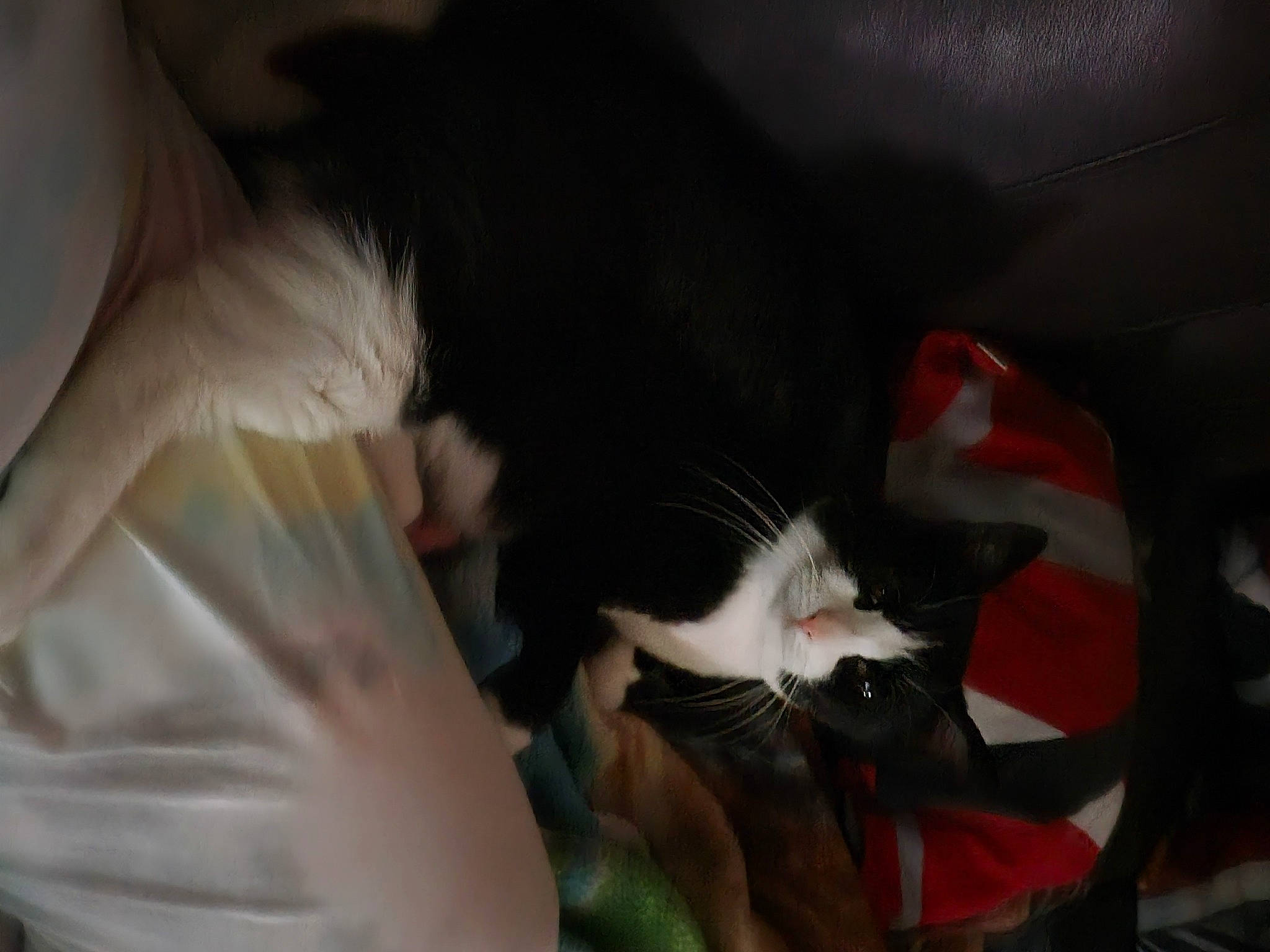 Jax is registered to the contest to win money with this photo: black_cat, carnivore, cat, claw, comfort, domestic_short_haired_cat, ear, elbow, eyelash, felidae, fur, gesture, human_leg, lap, leg, nose, small_to_medium_sized_cats, snout, tail, whiskers