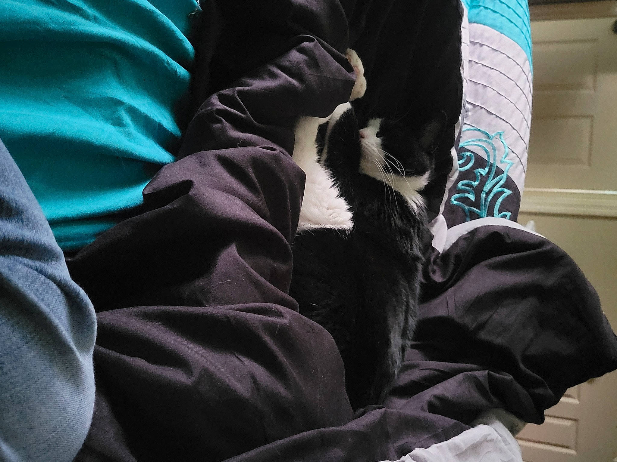 Jax joined the competition — help win amazing prizes! bedding, carnivore, comfort, companion_dog, dog_breed, electric_blue, felidae, fur, human_leg, linens, nap, pattern, room, sitting, sleeve, small_to_medium_sized_cats, sporting_group, textile, thigh, tints_and_shades