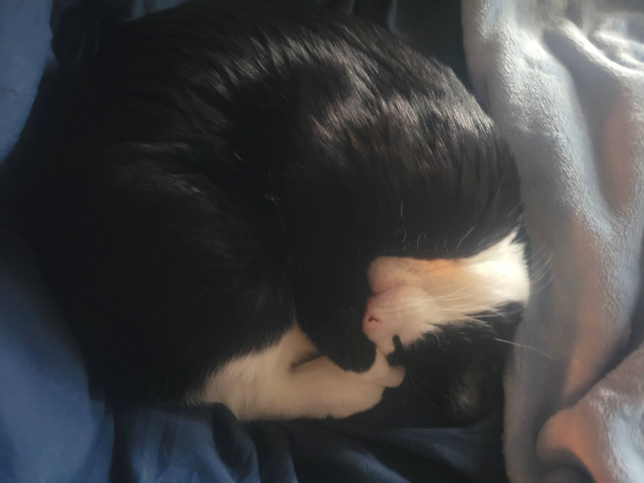 Jax is registered to the contest to win money with this photo: carnivore, cat, claw, comfort, darkness, domestic_short_haired_cat, ear, felidae, foot, fur, nap, nose, paw, sleep, small_to_medium_sized_cats, snout, tail, terrestrial_animal, whiskers, window