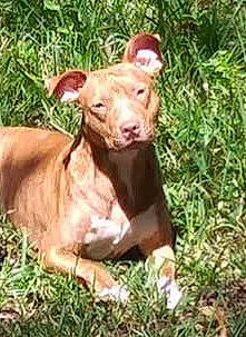 Marley is registered to the contest to win money with this photo: american_pit_bull_terrier, ancient_dog_breeds, canidae, carnivore, dog, dog_breed, fawn, hunting_dog, mammal, non_sporting_group, pharaoh_hound, pit_bull, podenco_canario, terrier, vertebrate