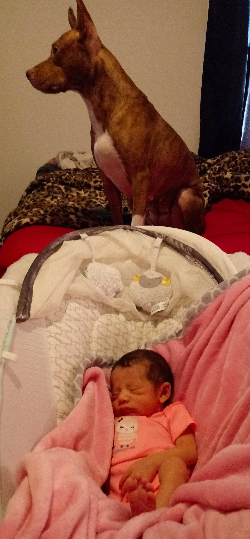 Missy joined the competition — help win amazing prizes! baby, bedtime, birth, cat, child, comfort, nap