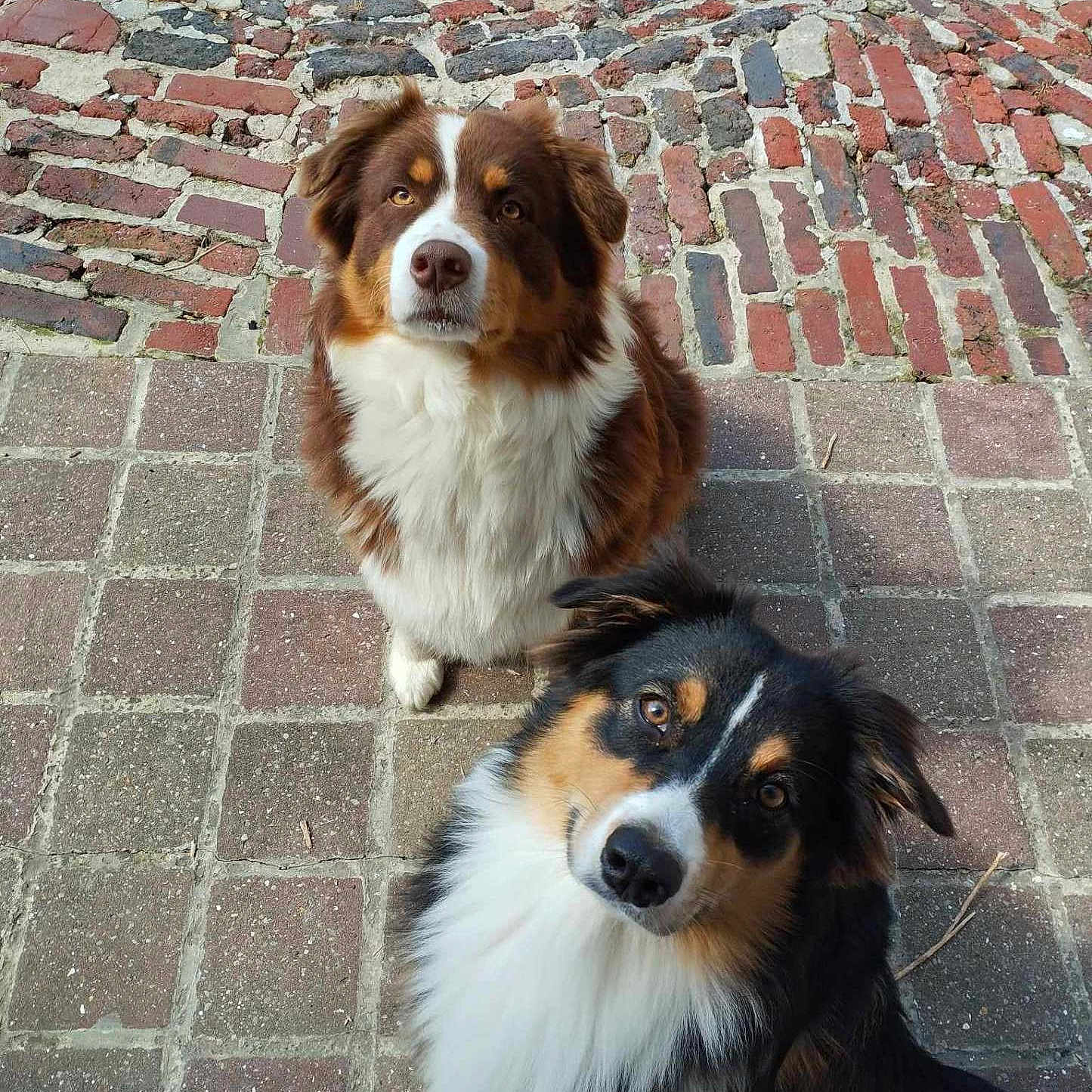 Stessy Et Una a rejoint le concours — aidez-le/la à gagner de superbes lots ! animal, brick, canine, city, cobblestone, dog, face, flagstone, head, path, person, pet, photography, puppy, road, rock, slate, street, urban, walkway