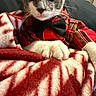 animal, blanket, bow_tie, cat, close_up, comfortable, cozy, cute, domestic, feline, fur, indoor, pet, plaid, portrait, red, resting, soft, whiskers, white